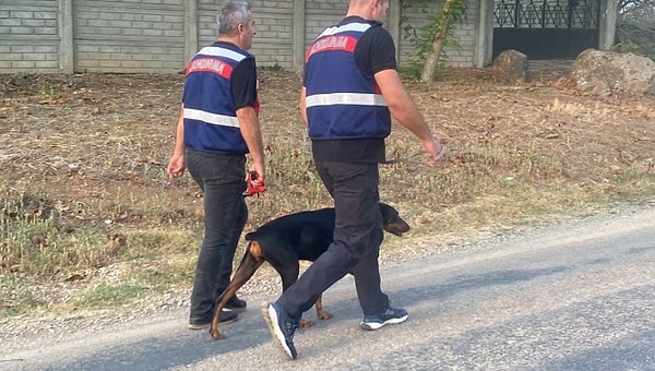 Ancak 74 gün boyunca barındığı yere gitmesi için GPS takılıp aç bırakılan ve bulunduğu yere götürülerek doğaya salınan Tina her seferinde kayıp sahibinin yanına değil yazlık eve geri dönmüştü.