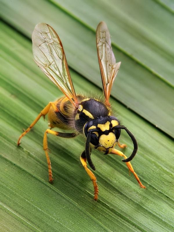 5. Yaban arısı yemeğinize saldırıyorsa, uçup gitmesi için küçük bir parça verin.