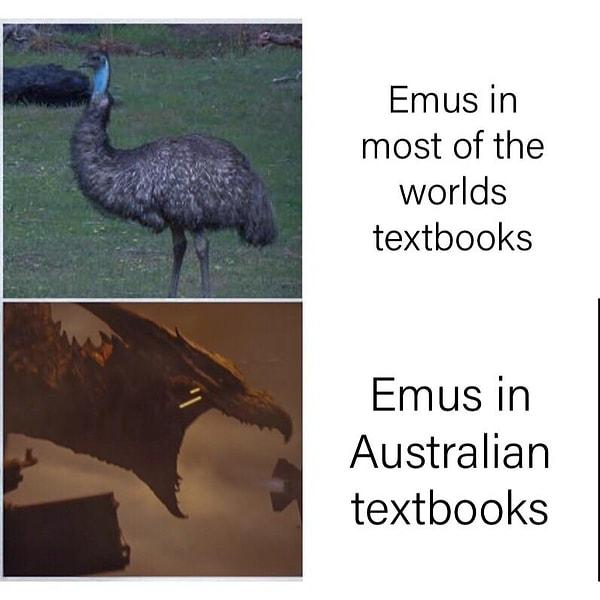 10. Dünyadaki birçok ders kitabında anlatılan deve kuşu / Avustralya ders kitaplarında deve kuşu