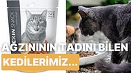 Kedi Dostlarımızın Ayıla Bayıla Yediği En İyi Kedi Mamaları