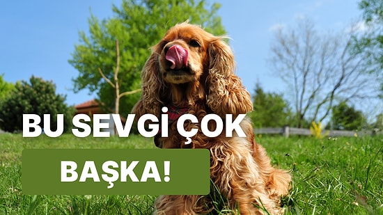 Bu Dünyada En Çok Köpeğinizin Sizi Sevdiğini Gösteren 11 Minnoş Kanıt