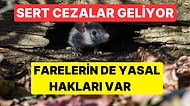 İspanya'da Sebepsiz Fare Öldürmeye Hapis Cezası: Boğalar Yine Unutuldu