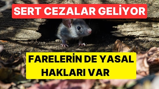 İspanya'da Sebepsiz Fare Öldürmeye Hapis Cezası: Boğalar Yine Unutuldu