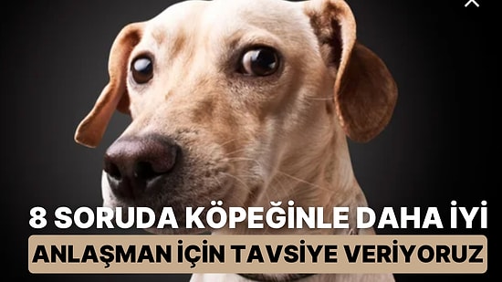 8 Soruda Köpeğinle Daha İyi Anlaşman İçin Tavsiye Veriyoruz!