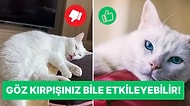 Kedinizle Daha İyi Bir İletişim Kurabilmek İçin Yapmanız ve Yapmamanız Gereken Noktaları Tek Tek Açıklıyoruz!
