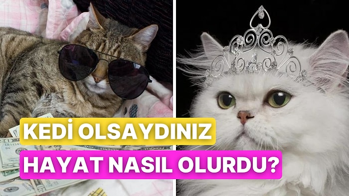 Dünyaya Bir Kedi Olarak Gelmeyi İstemek İçin 10 Mantıklı Neden