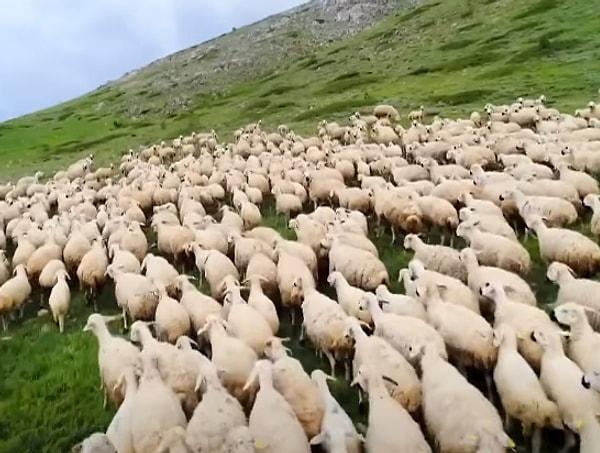 Burunis, kovmaya çalıştıkları koyun ve keçilerin serayı terk etmek istemediğini aktardı. Burunis, "Koyunlar keçilerden daha yükseğe zıplıyordu. Normalde asla böyle olmaz. Yaklaşık 300 kilogram kenevir yedikleri için normal." ifadesini kullandı.