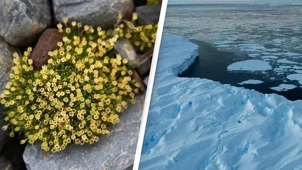 Dondurucu soğukların olduğu bölge normalde iki bitkiye ev sahipliği yapıyor: Antarktika kıl otu ve ve Antarktika inci otu.