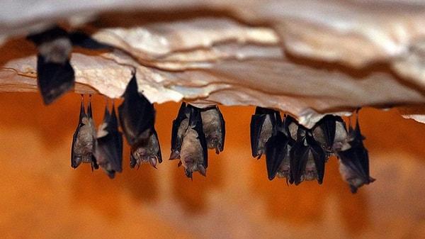 Oxford University Press tarafından yayınlanan Genome Biology and Evolution dergisindeki yeni araştırmaya göre, yarasaların viral enfeksiyonları tolere etme yeteneği, doğuştan gelen bağışıklık tepkisinin 'olağandışı' özelliklerinden kaynaklanıyor olabilir.