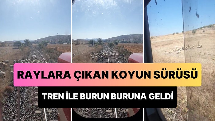 Tren ile Burun Buruna Gelen Koyun Sürüsünün İzlerken Nefesinizi Kesecek Anları