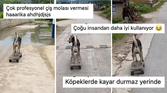 Kusursuz Bir Şekilde Kullandığı Kaykayı ile Sokak Sokak Gezen Köpeğin Kıskandıran Yeteneği