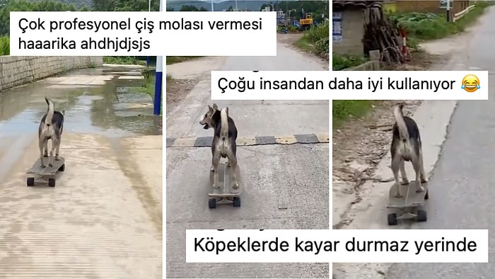 Kusursuz Bir Şekilde Kullandığı Kaykayı ile Sokak Sokak Gezen Köpeğin Kıskandıran Yeteneği