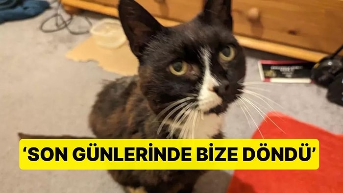 11 Yıldır Kayıp Olan Kedisine Mikroçip Sayesinde Kavuştu: 'Son Günlerinde Bize Döndü'