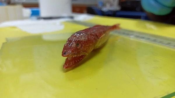 ''Kızıl lokum'' adını verdikleri balığın morfolojik ve genetik yapıları üniversitede incelemeye alındı.