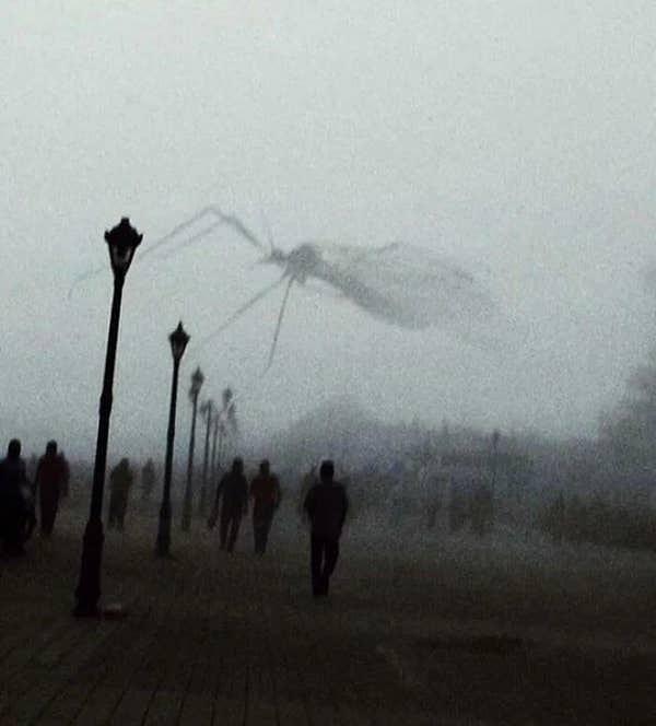 11. Kameranın önünden en doğru anda uçan bir sivrisineğin bu fotoğrafı.