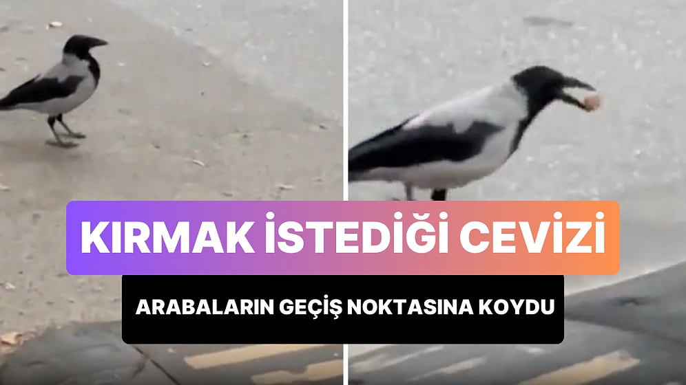 Çoğu İnsandan Zeki: Kırmak İstediği Cevizi Arabaların Geçiş Noktasına Bırakan Karga