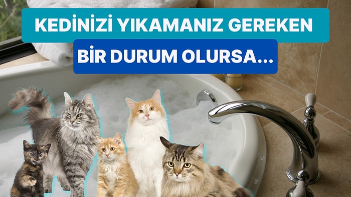 'Kedileri Yıkamalı mıyız?' Sorusuna Veterinerden Gelen Cevap Kedi Sahiplerinin Ufkunu Açacak!