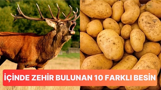 Tükettiğiniz Takdirde Sizi Zehirleyerek Acılı Bir Şekilde Ölüme Götürecek 10 Zehirli Besin