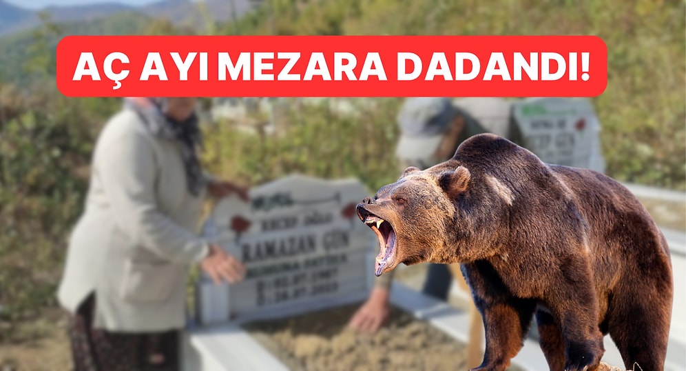 Aç Kalan Ayı Mezarlara Dadandı! Oğlunun Mezarına Giden Anne Gözlerine İnanamadı!