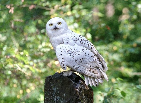 5. Hedwig from Harry Potter