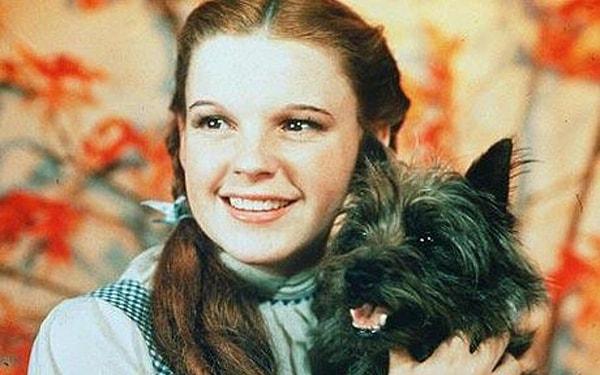 1. Toto in 'The Wizard of Oz' (1939)