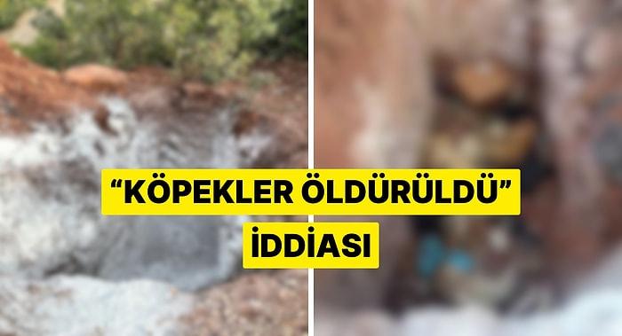 'Sokak Köpeklerinin Ölü Olarak Çukurda Bulunduğu' İddiası Hakkında Tunceli Belediyesi'nden Açıklama