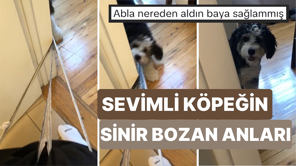 Tuvaletten Çıkmak Üzere Olan Sahibinin Külodunu Yakalayıp Bir Türlü Bırakmayan Küçük Köpek