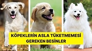 Köpeklerin Asla Tüketmemesi Gereken Besinler