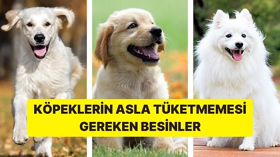 Köpeklerin Asla Tüketmemesi Gereken Besinler