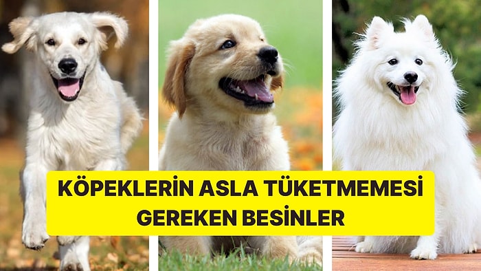 Köpeklerin Asla Tüketmemesi Gereken Besinler