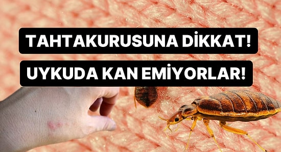 Tahtakurusuna Dikkat! Sayıları Her Geçen Gün Artıyor!