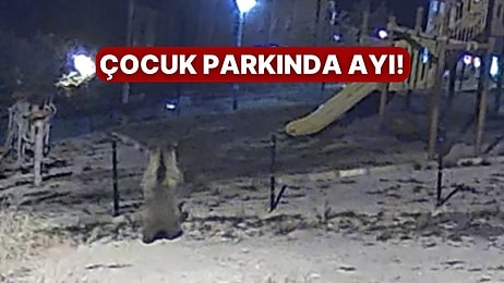 Çocuk Parkına Gelen Ayı Panik Yarattı!