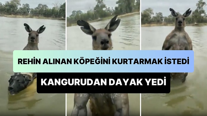 Rehin Alınan Köpeğini Kurtarmak İsterken, Köpeğini Rehin Alan Kangurudan Dayak Yiyen Adam