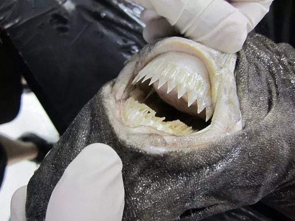 6. Aşçı köpek balığı