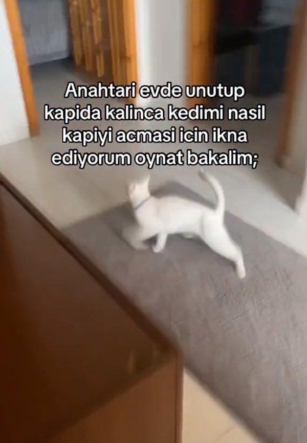 Sahibinin kapıda kalması üzerine kedisine seslendiği bu videoda, genç kadın kapının anahtar girişine doğru kediyi yönlendirdi ve olaylar başladı.