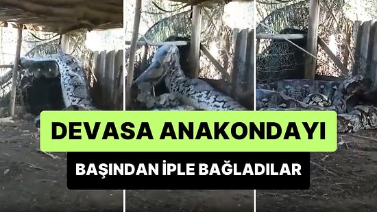 Hollywood Filmi Değil Gerçek: İnsan Yediğinden Şüphelenilen Anakondayı Başından İple Bağladılar
