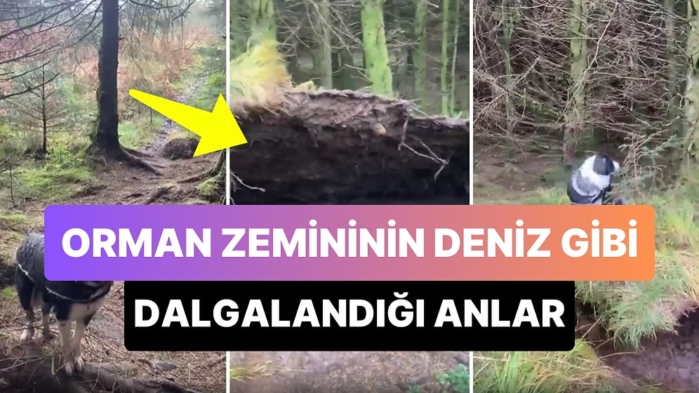 Tabiat Ana Nefes Alıyor: Orman Gezisi Sırasında Toprağın Deniz Gibi Dalgalandığı Anları Kaydeden Adam