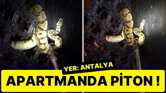 Antalya’da Apartmanın Bahçe Kapısına Dolanan Piton Yılanı Görenlere Korku Dolu Anlar Yaşattı