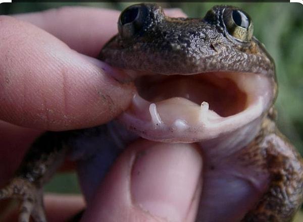 14. Kurbağa dişleri: