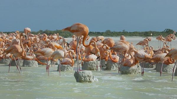 4. Karayip Flamingosu