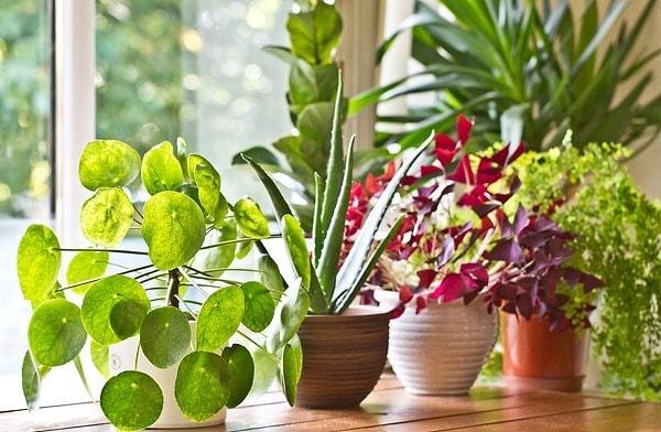 Green Allies: The Silent Power of Indoor Plants in Purifying Our Homes