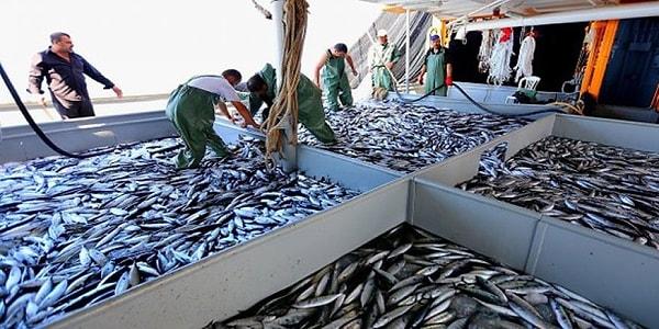 İçinde bulunduğumuz balık sezonunda, Karadeniz ile ilgili önemli bir iddia ortaya atıldı. Su Ürünleri Yetiştiricileri Üretici Merkez Birliği Yönetim Kurulu Başkanı Faruk Coşkun, Karadeniz’de artan balık ölümlerini gündeme getirdi.