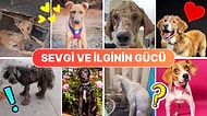 Bol Sevgi ve Bakım Sayesinde Geçirdikleri Değişimlerle Gözlerimizi Dolduran Patili Dostlarımız