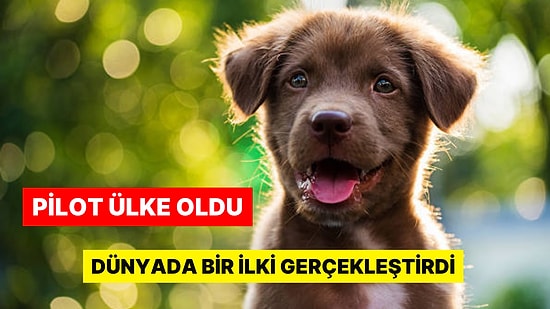 Bhutan, Dünyada Bir İlki Gerçekleştirdi: Ülkedeki Tüm Sokak Köpeklerini Kısırlaştırdılar