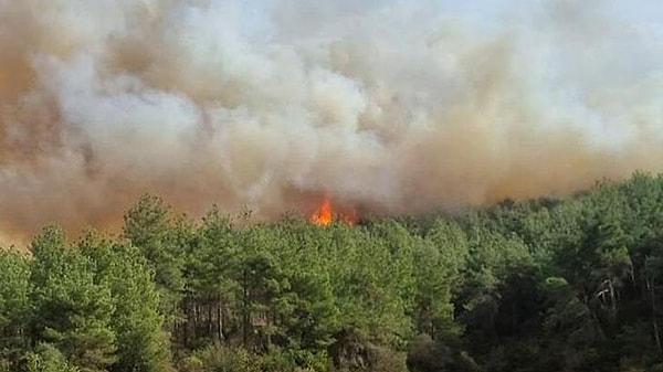 Öğle saatlerinde Gelibolu'nun Ilgardere köyünde orman yangını çıktı.