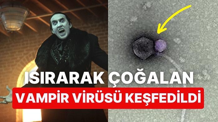 Bilim Dünyasından Şaşırtıcı Keşif: Başka Virüslerin Boynunu Isırıp Çoğalan "Vampir Virüs" Keşfedildi