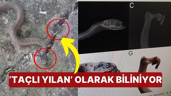 Trabzon'da Çift Başlı Yılan Görüldü! 'Genetik Bozukluğun Sonucu'