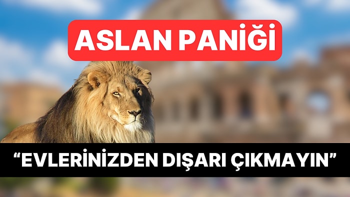 Sokakta Başıboş Gezen Aslan İtalya'nın Başkentinde Panik Yarattı