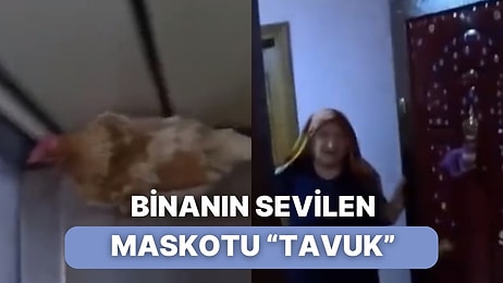 Sipariş Getiren Kurye Binada Tavukla Karşılaşınca Ortaya Komik Anlar Çıktı