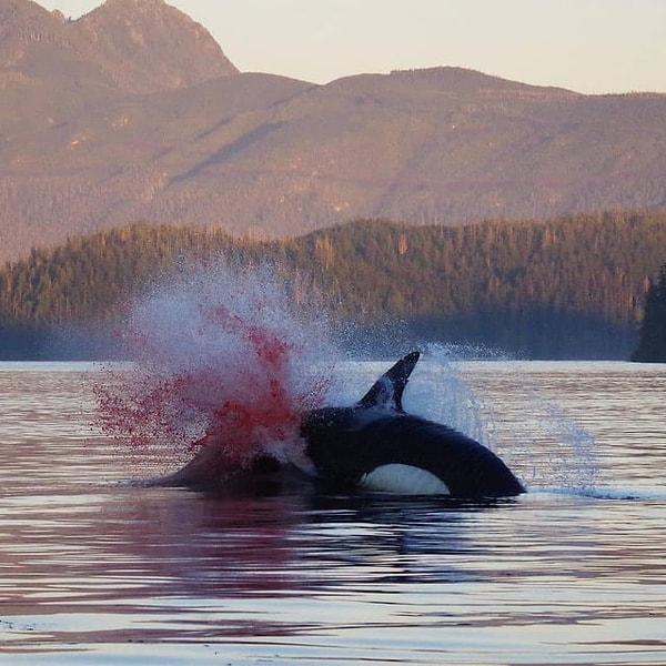 1. Bir deniz aslanına saldıran bu katil balina isminin hakkını veriyor gibi: